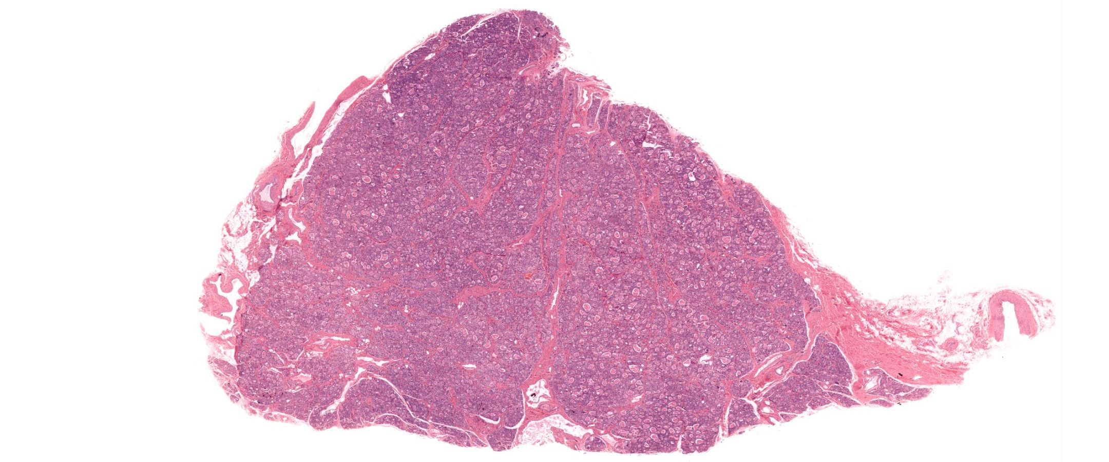الباثولوجي الرقمي - Digital Pathology - أول موقع عربي متخصص في ...